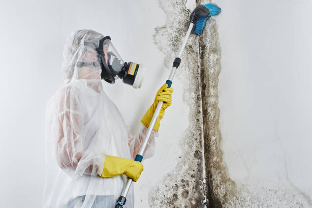 Best Residential Mold Removal  in Walbridge, OH