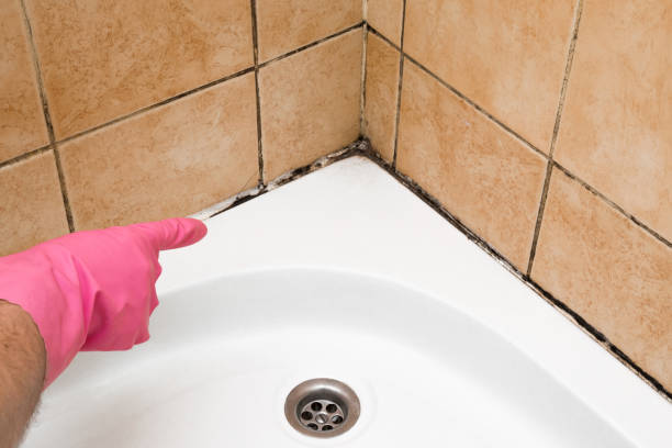 Certified Mold Removal in Walbridge, OH
